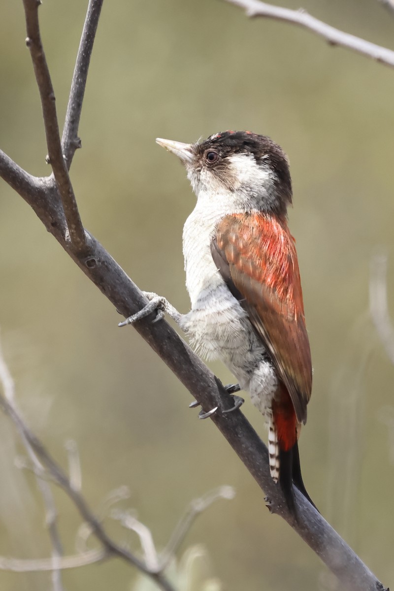 Scarlet-backed Woodpecker - ML646394357