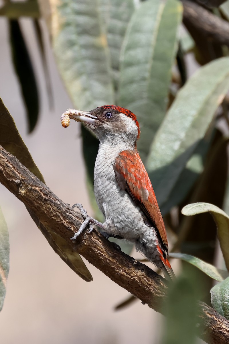 Scarlet-backed Woodpecker - ML646394358
