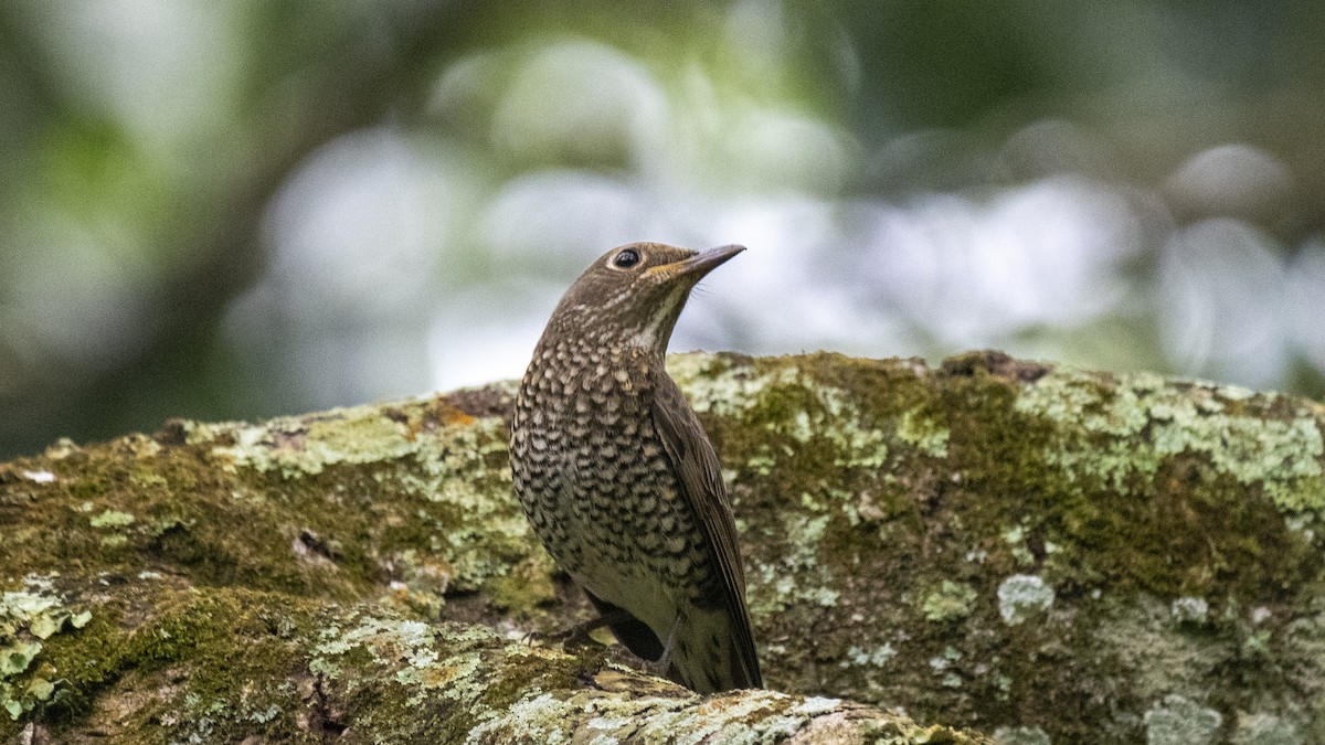 Blue-capped Rock-Thrush - ML646394359