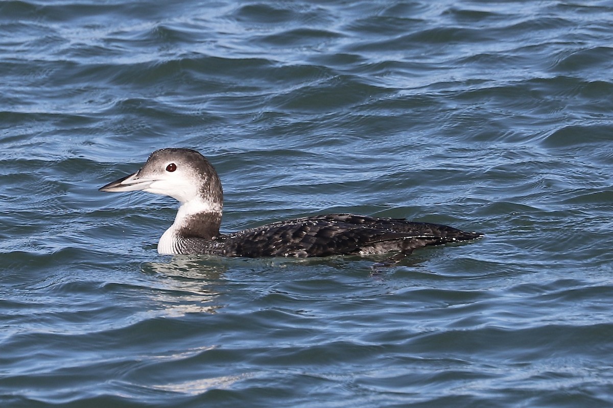 Common Loon - ML646394360