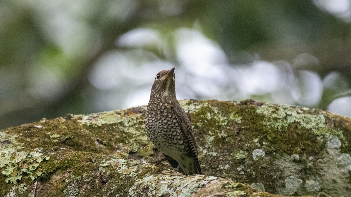 Blue-capped Rock-Thrush - ML646394361