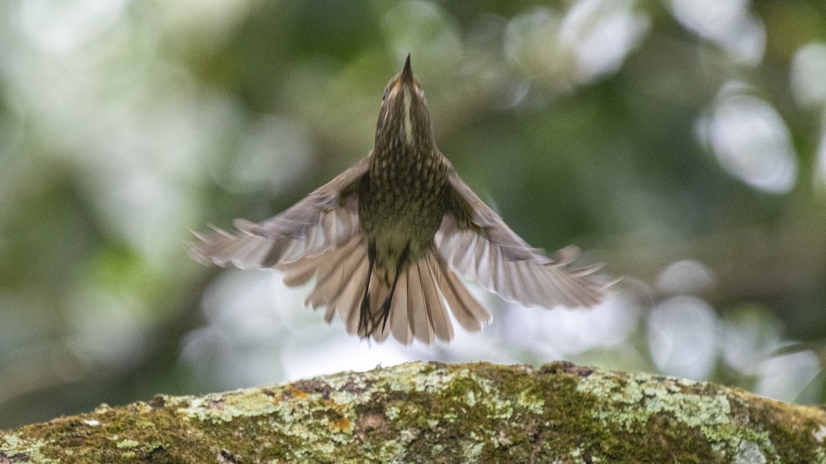 Blue-capped Rock-Thrush - ML646394362