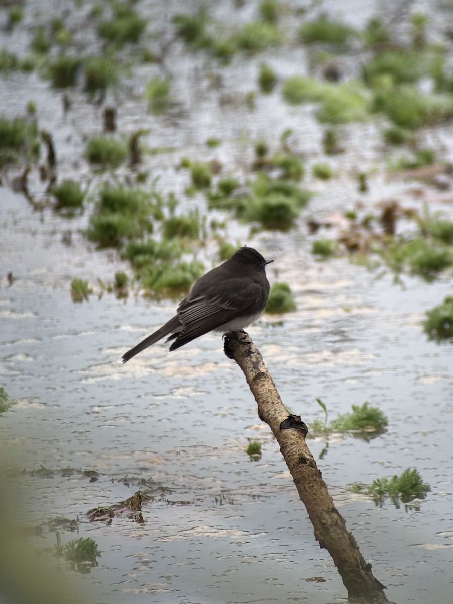Black Phoebe - ML646394363