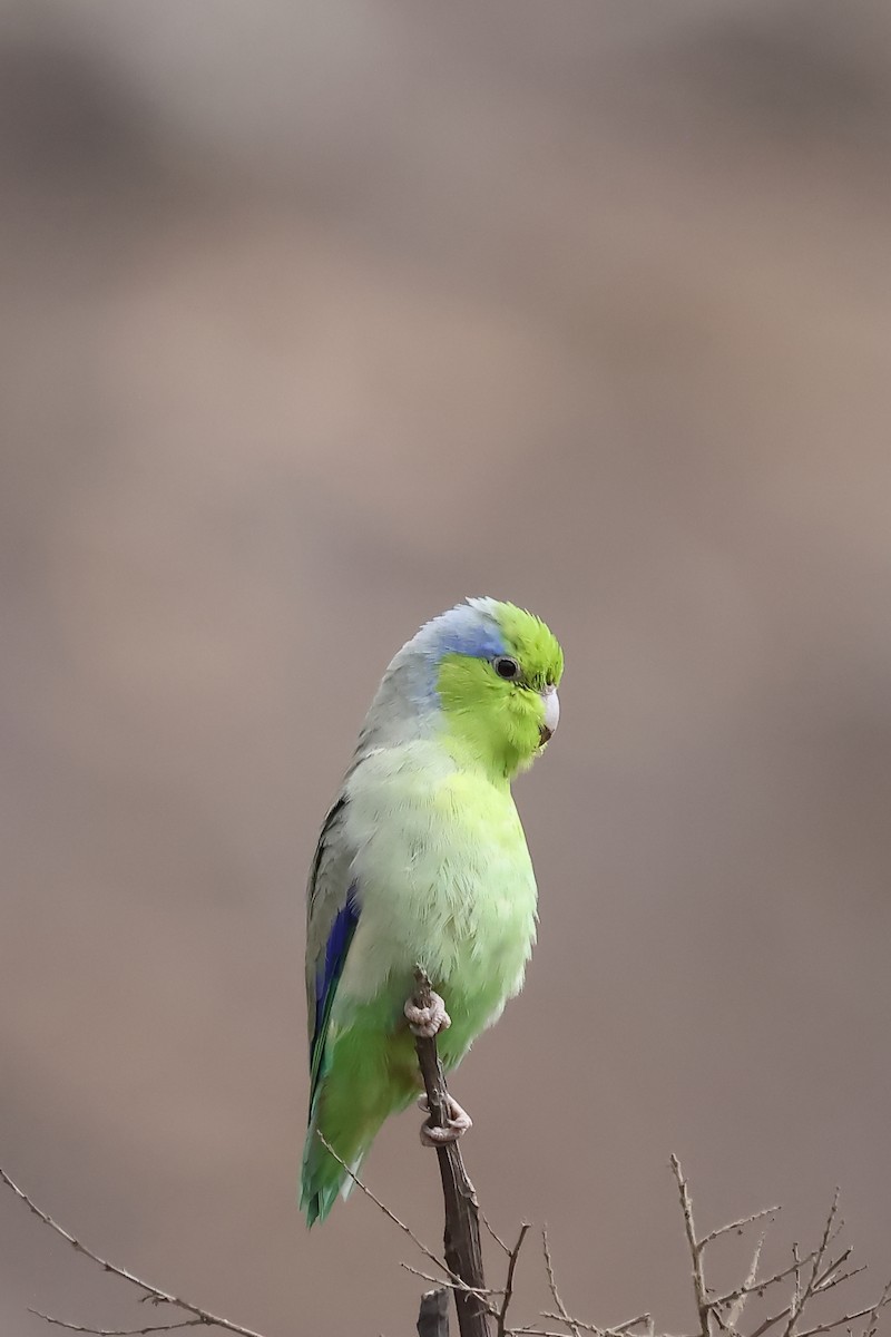 Pacific Parrotlet - ML646394365