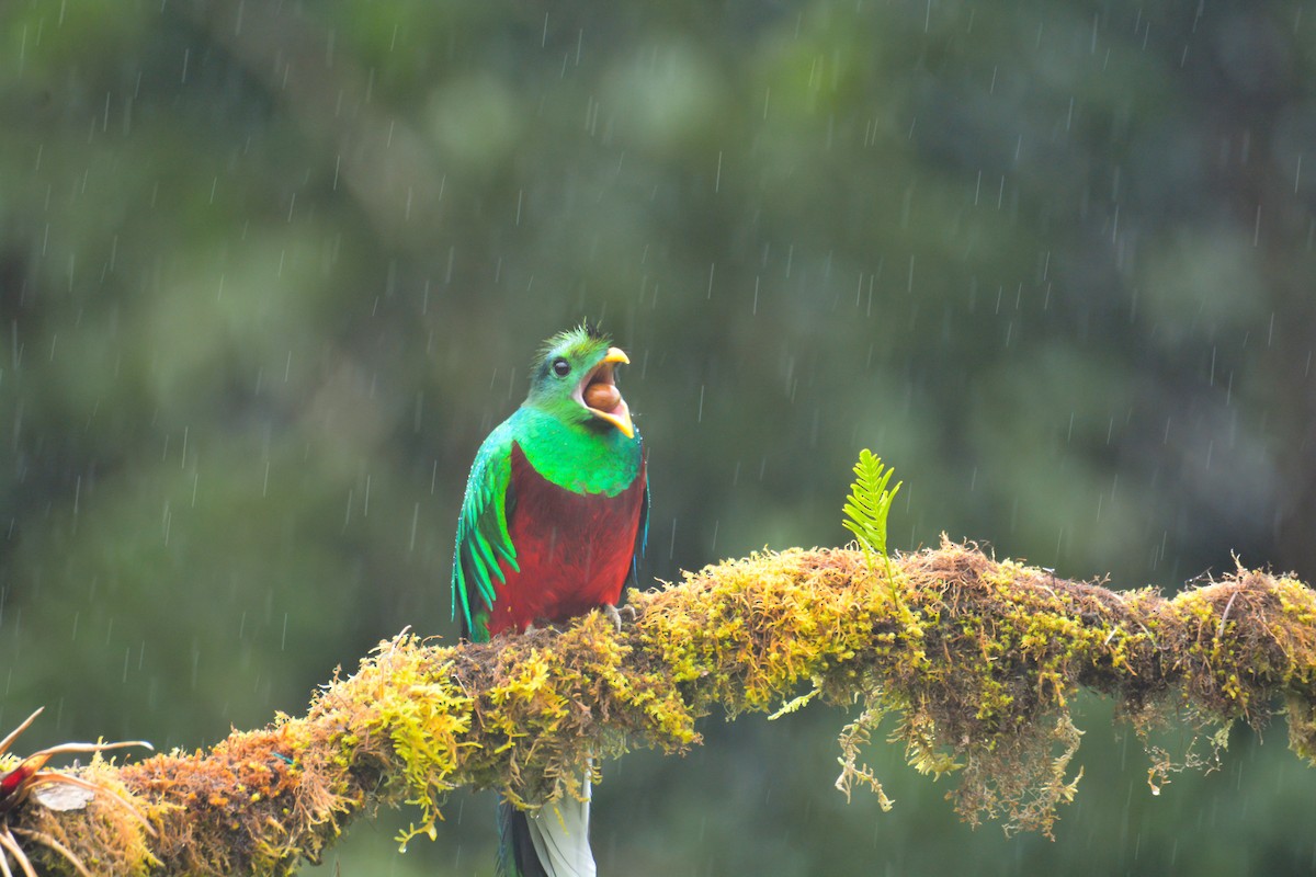 Resplendent Quetzal - ML646394367