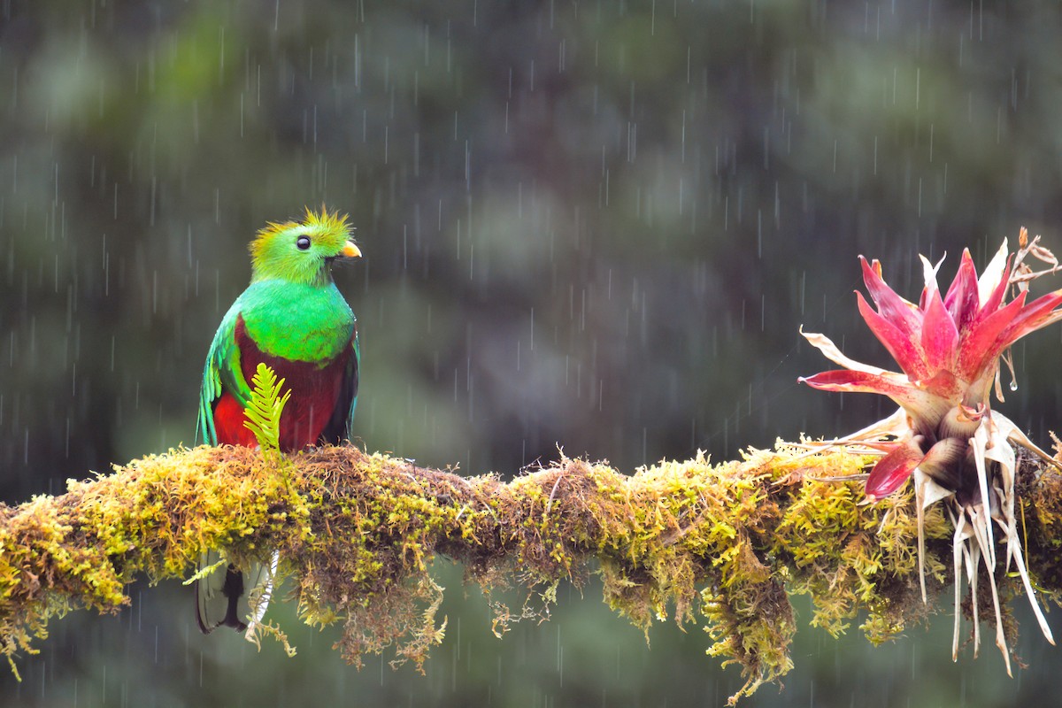 Resplendent Quetzal - ML646394368