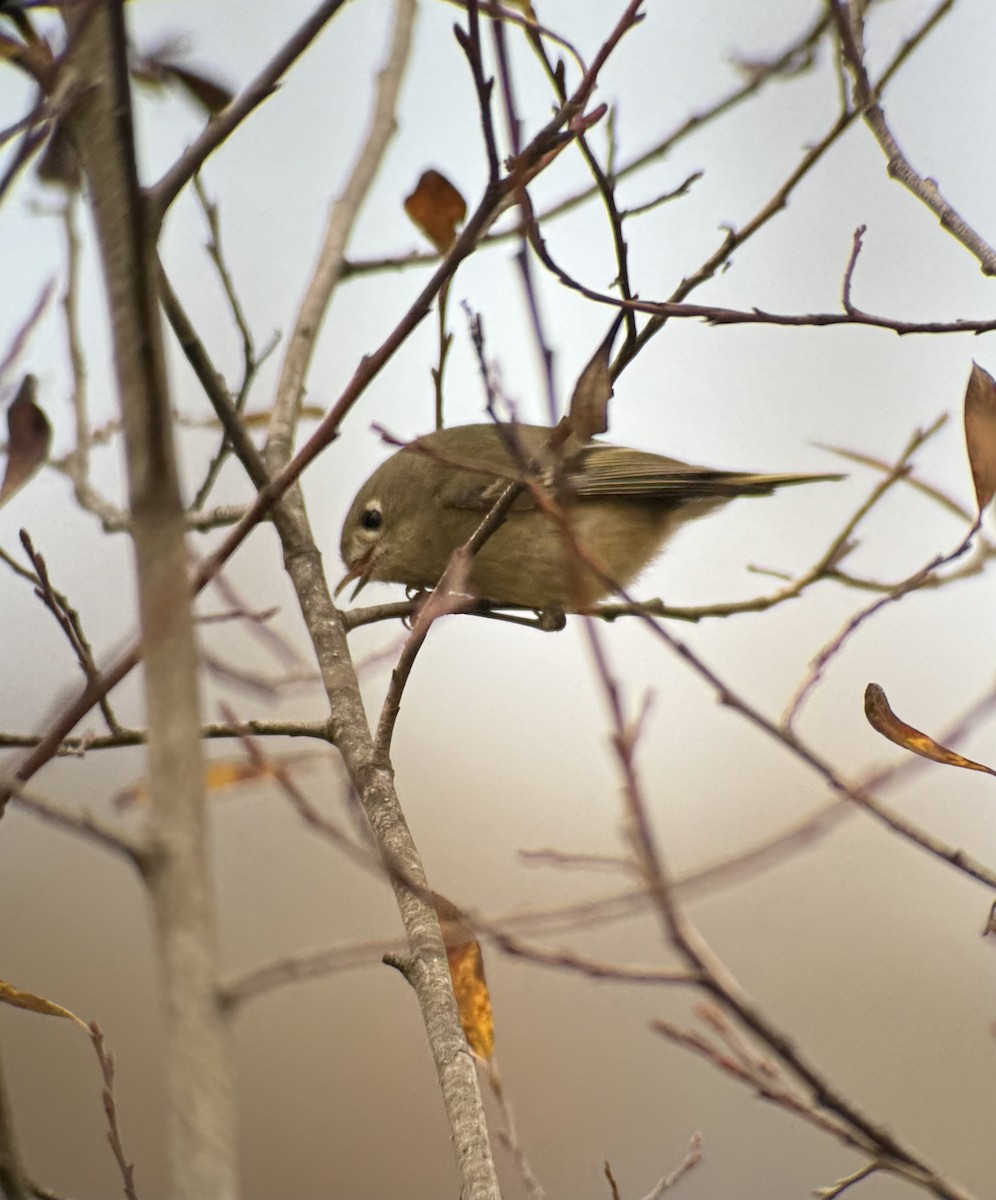 Ruby-crowned Kinglet - ML646394371