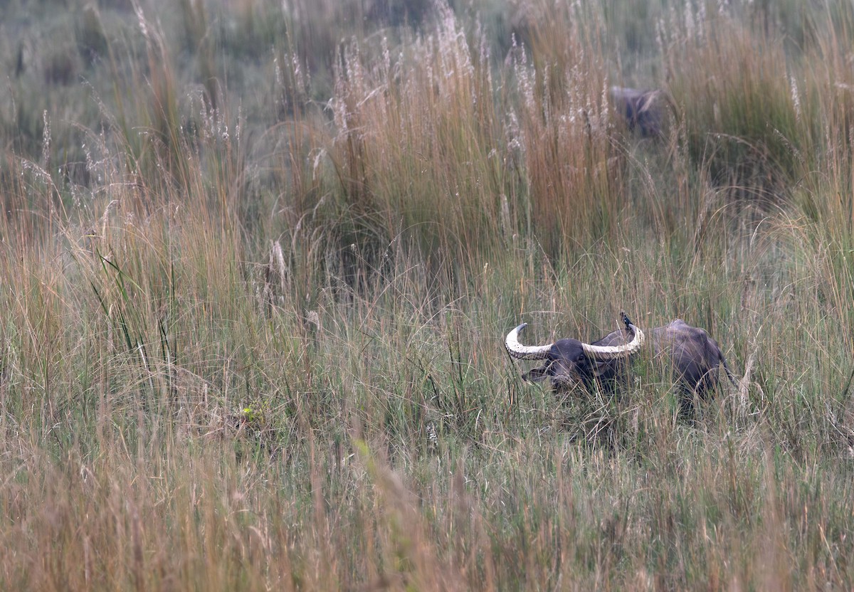 Wild Water Buffalo - ML646394372