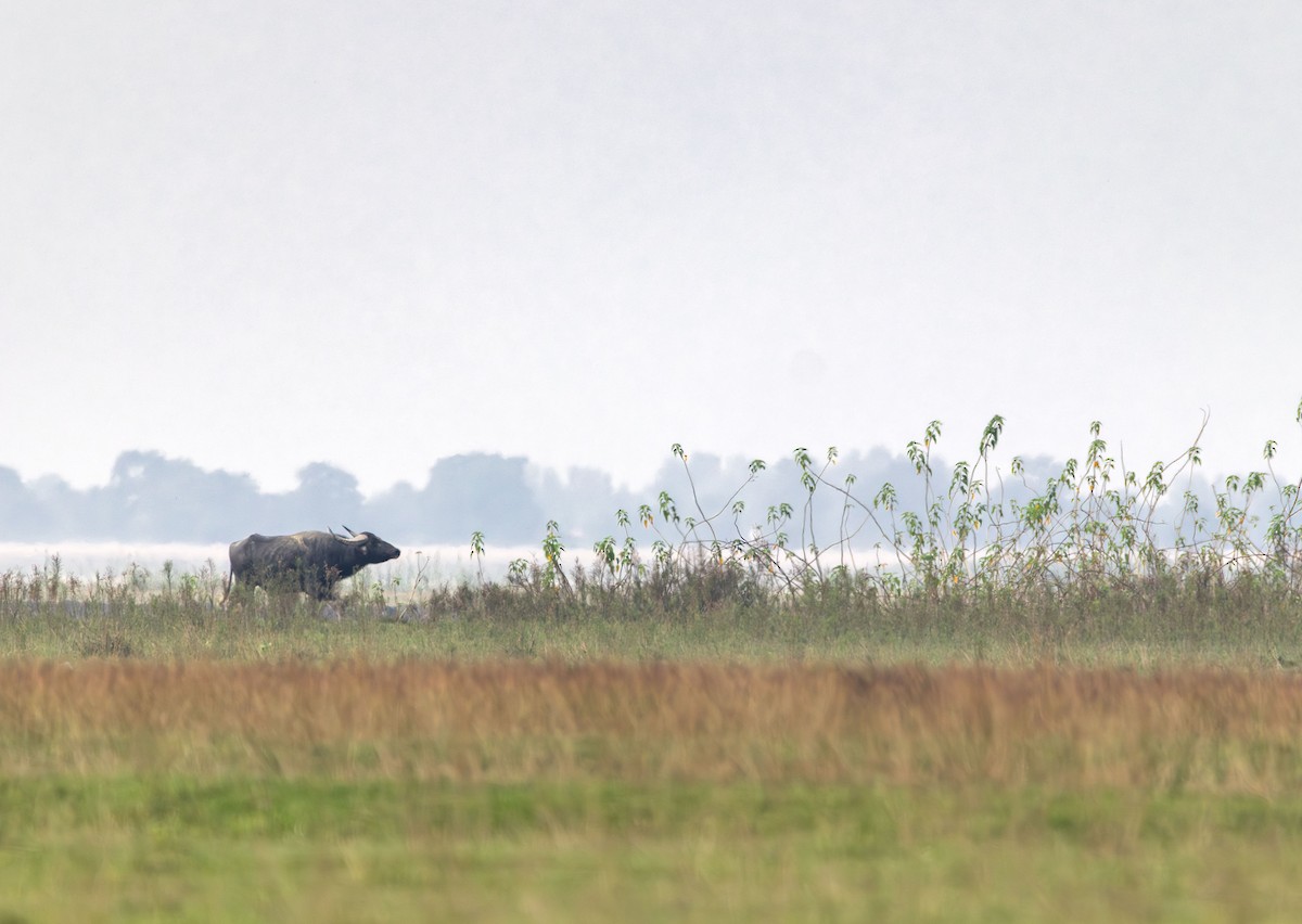 Wild Water Buffalo - ML646394373