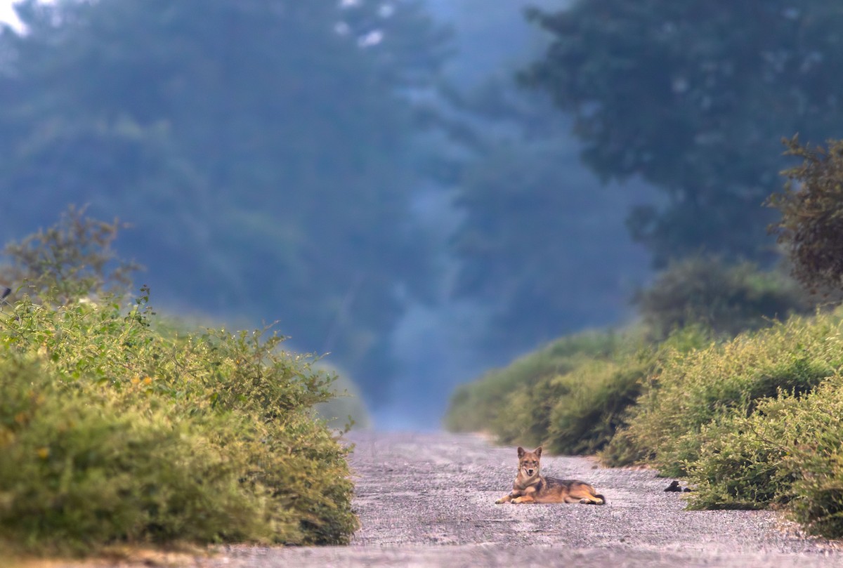 Golden Jackal - ML646394374