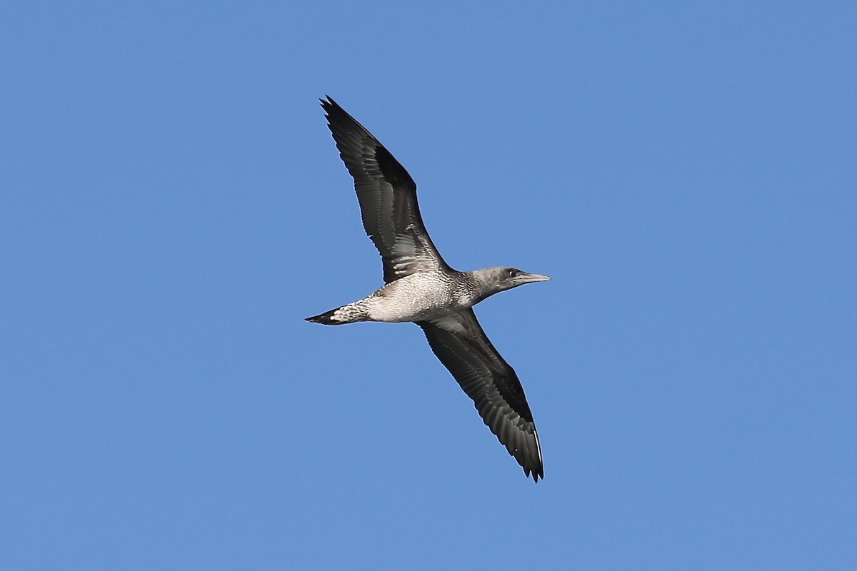 Northern Gannet - ML646394375