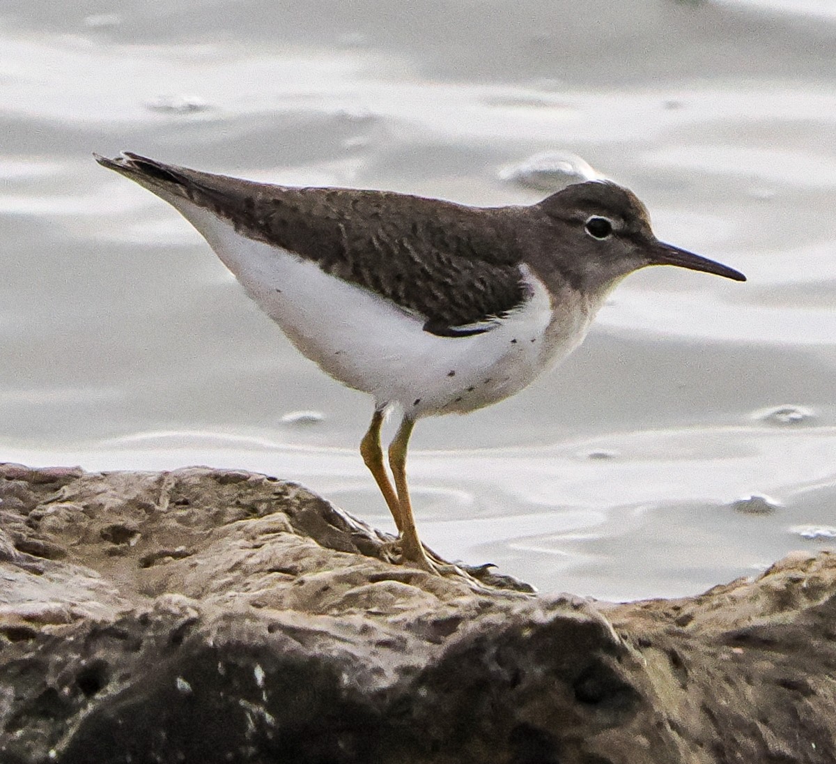 Spotted Sandpiper - ML646394376