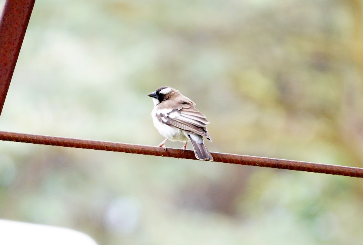 White-browed Sparrow-Weaver - ML646394377