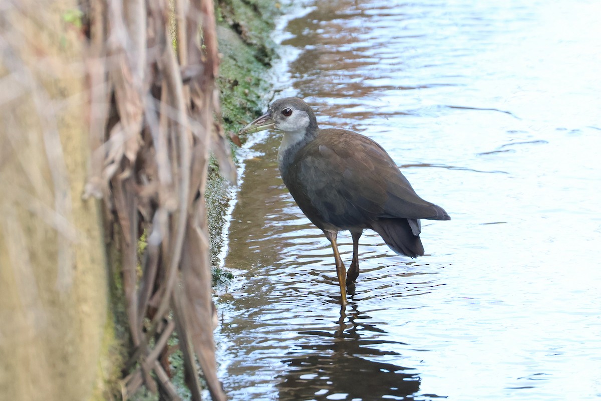 chřástal běloprsý - ML646394379