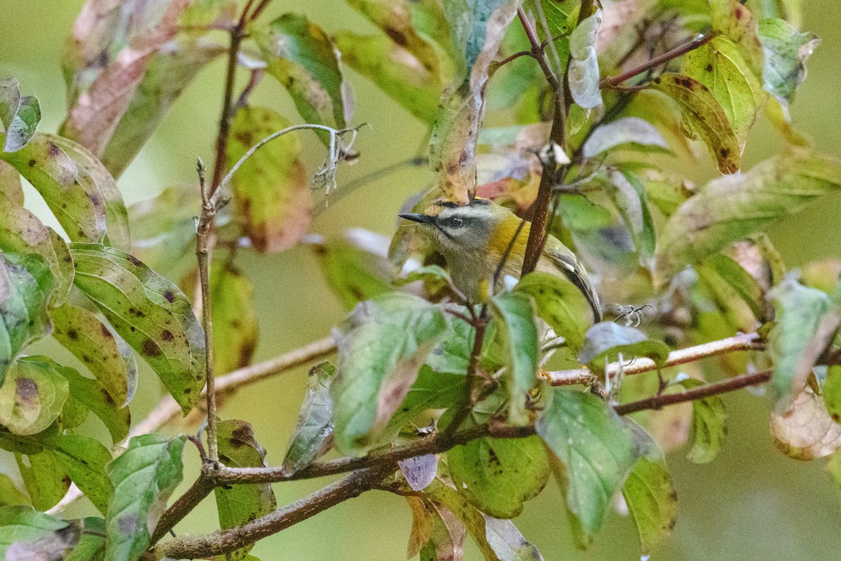 Common Firecrest - ML646394381