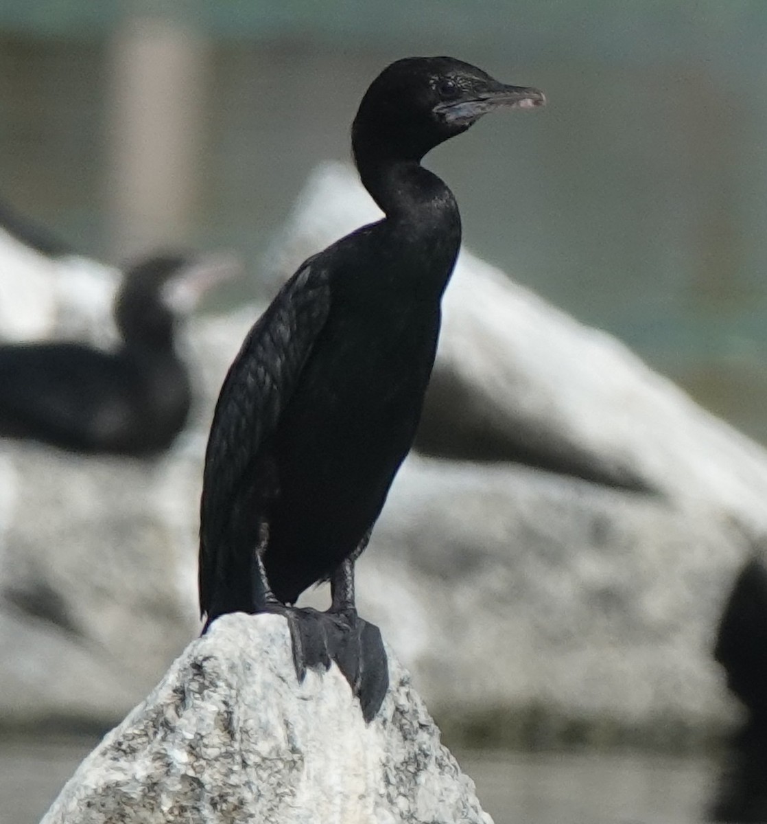 Little Cormorant - ML646394382