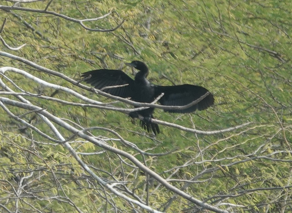 Little Cormorant - ML646394383