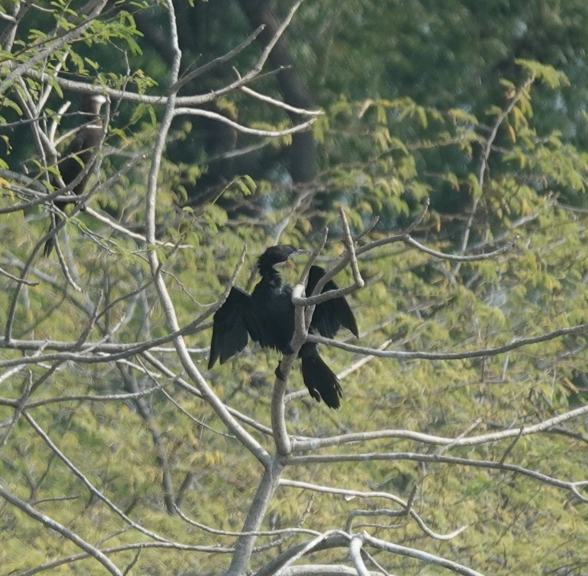 Little Cormorant - ML646394384