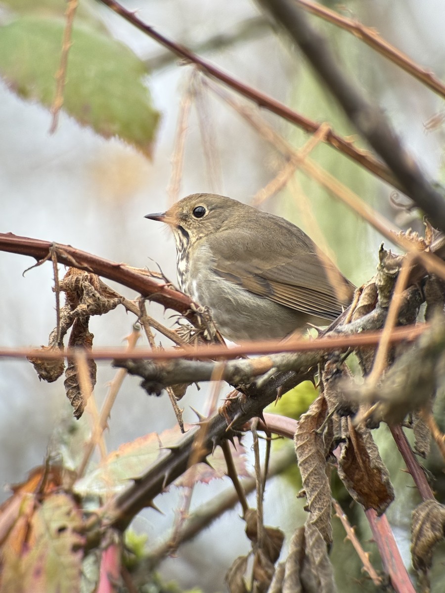 Hermit Thrush - ML646394385