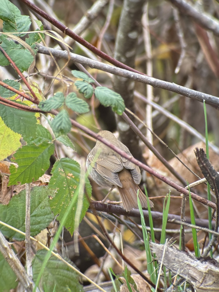 Hermit Thrush - ML646394386