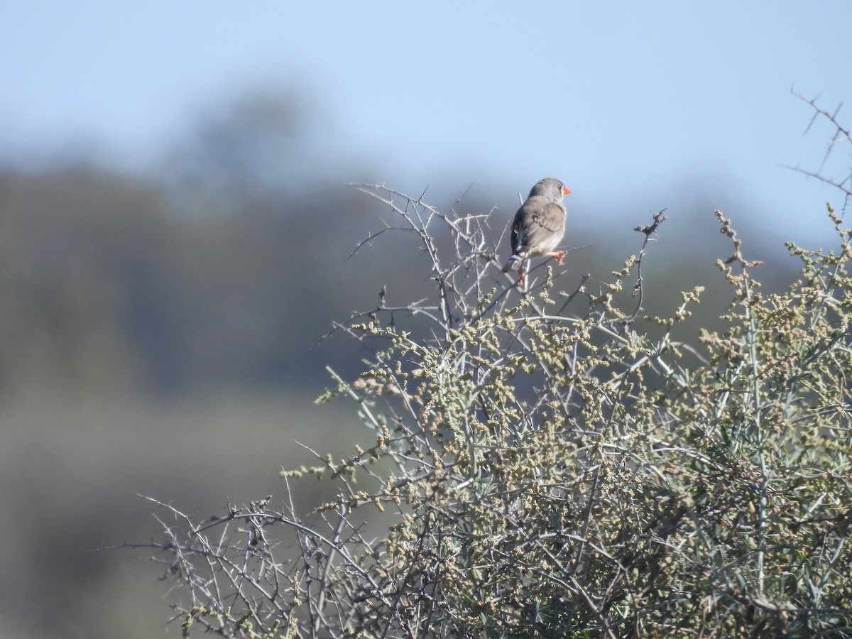 Zebra Finch (Australian) - ML646394387