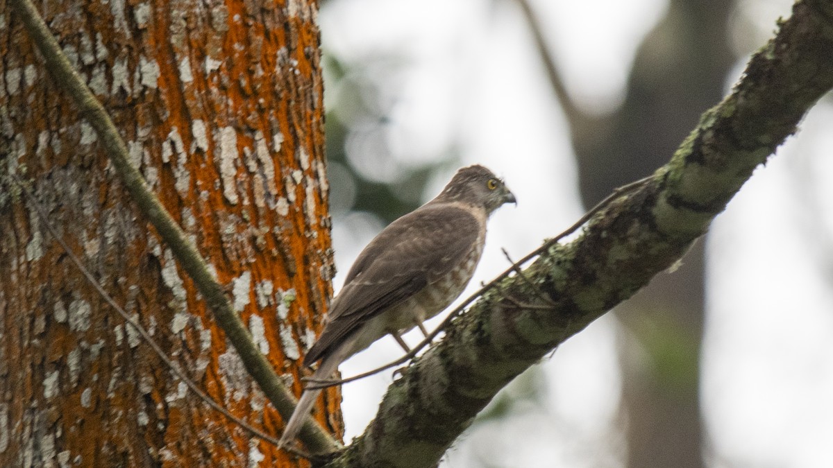 Accipitrine hawk sp. (former Accipiter sp.) - ML646394388
