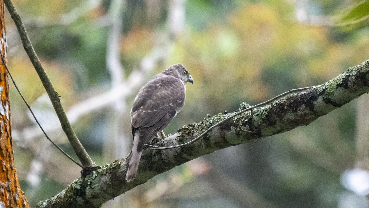 Accipitrine hawk sp. (former Accipiter sp.) - ML646394389