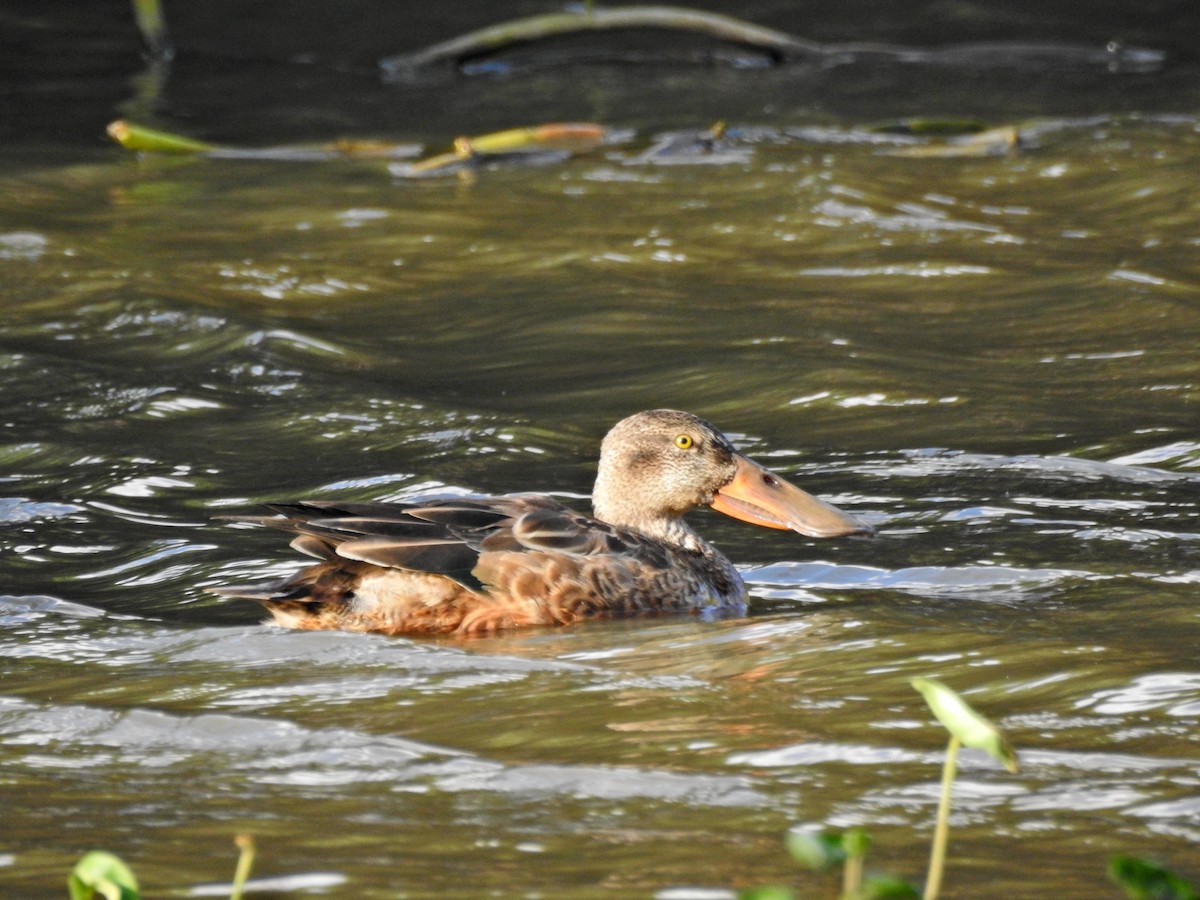 Northern Shoveler - ML646394390