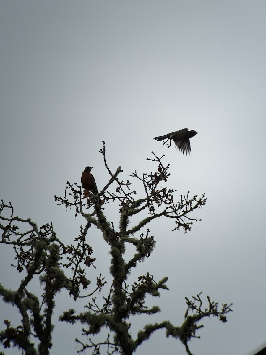 Странствующий дрозд - ML646394394