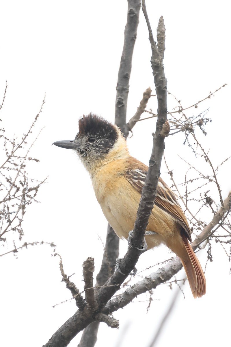 Collared Antshrike - ML646394395