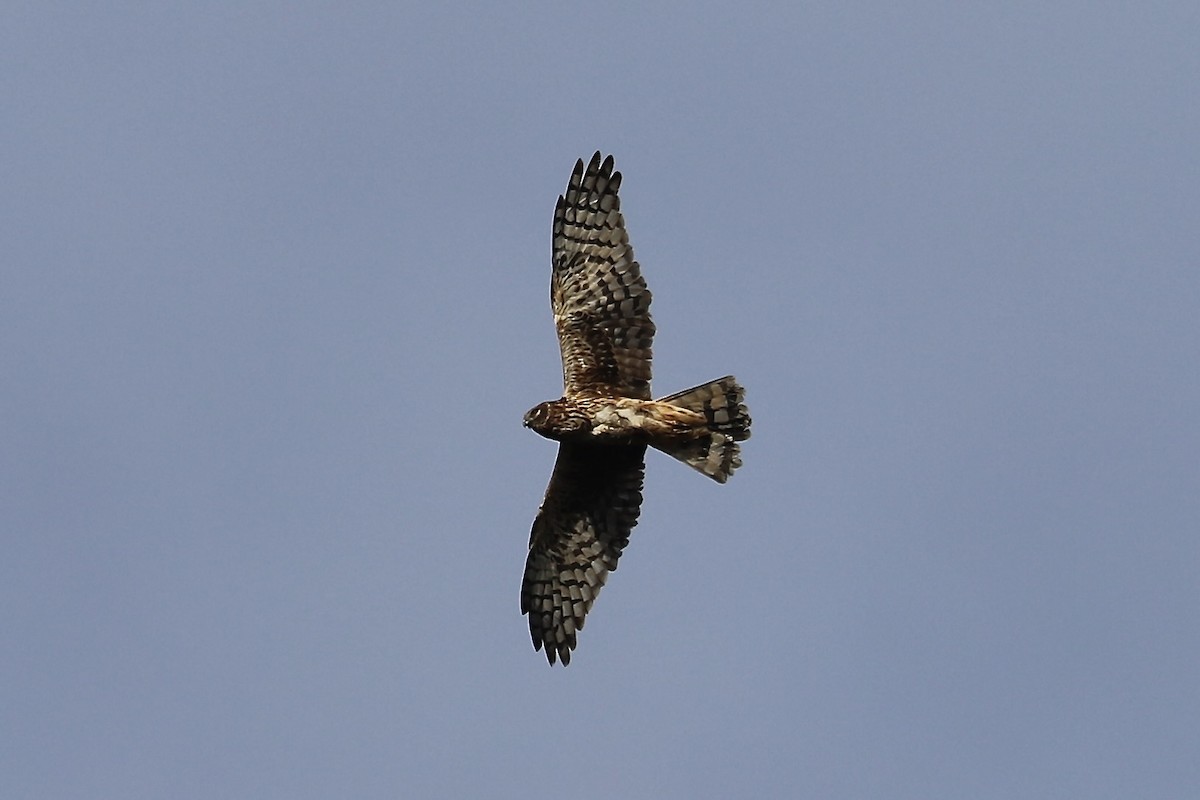 Northern Harrier - ML646394396