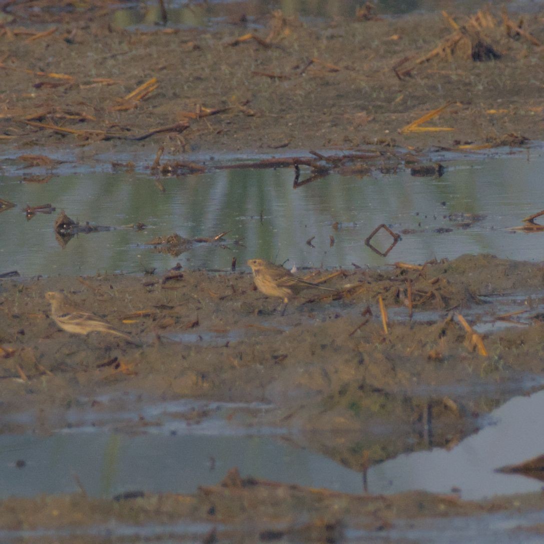 Горный конёк - ML646394397