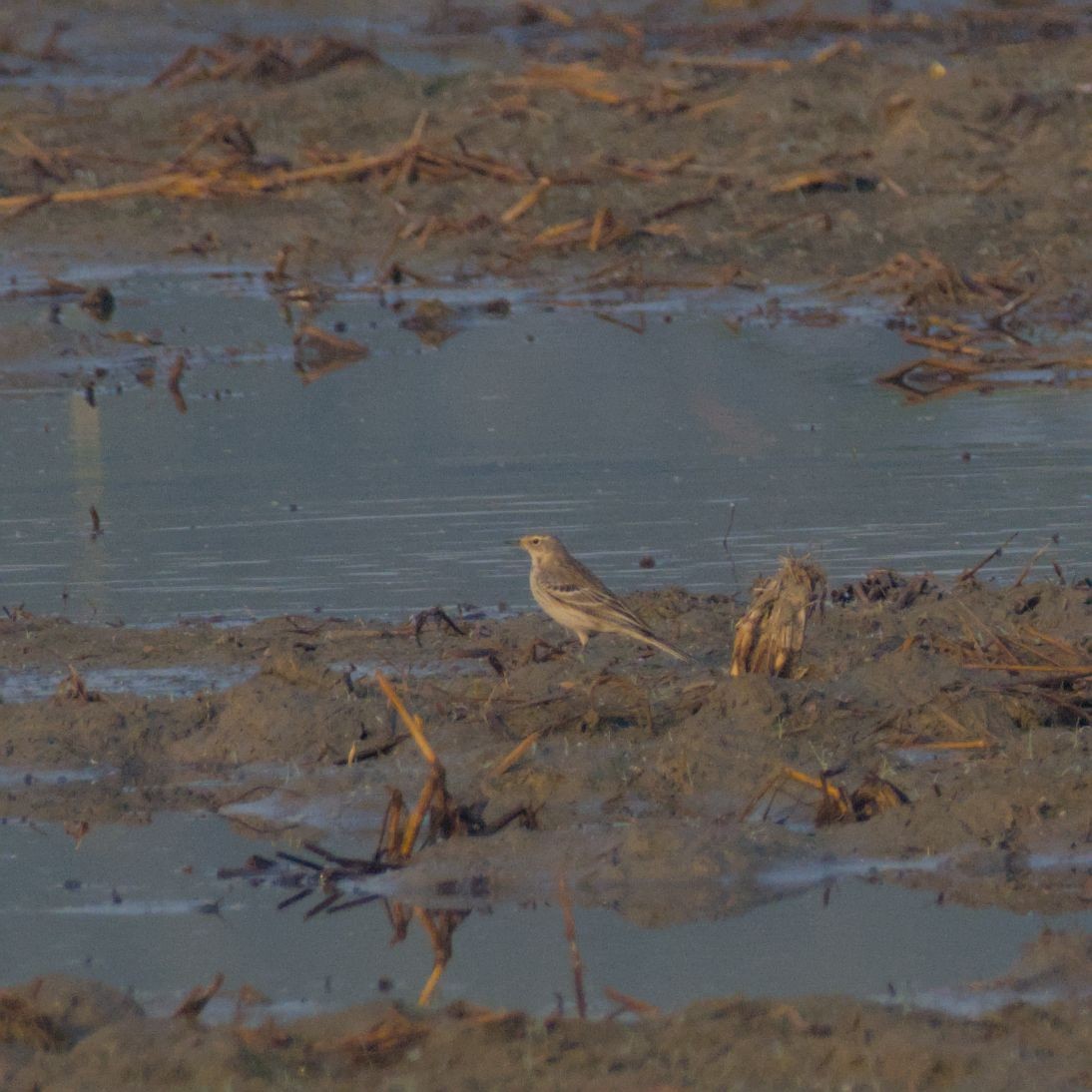 Горный конёк - ML646394398