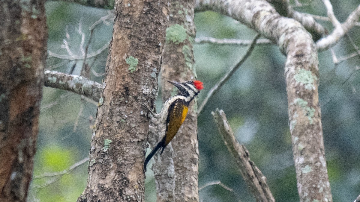 Black-rumped Flameback - ML646394399