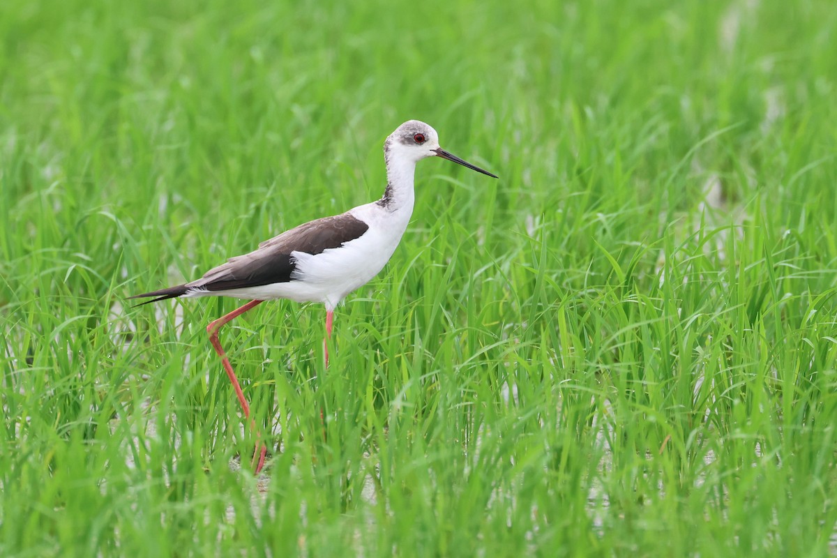 Black-winged Stilt - ML646394400