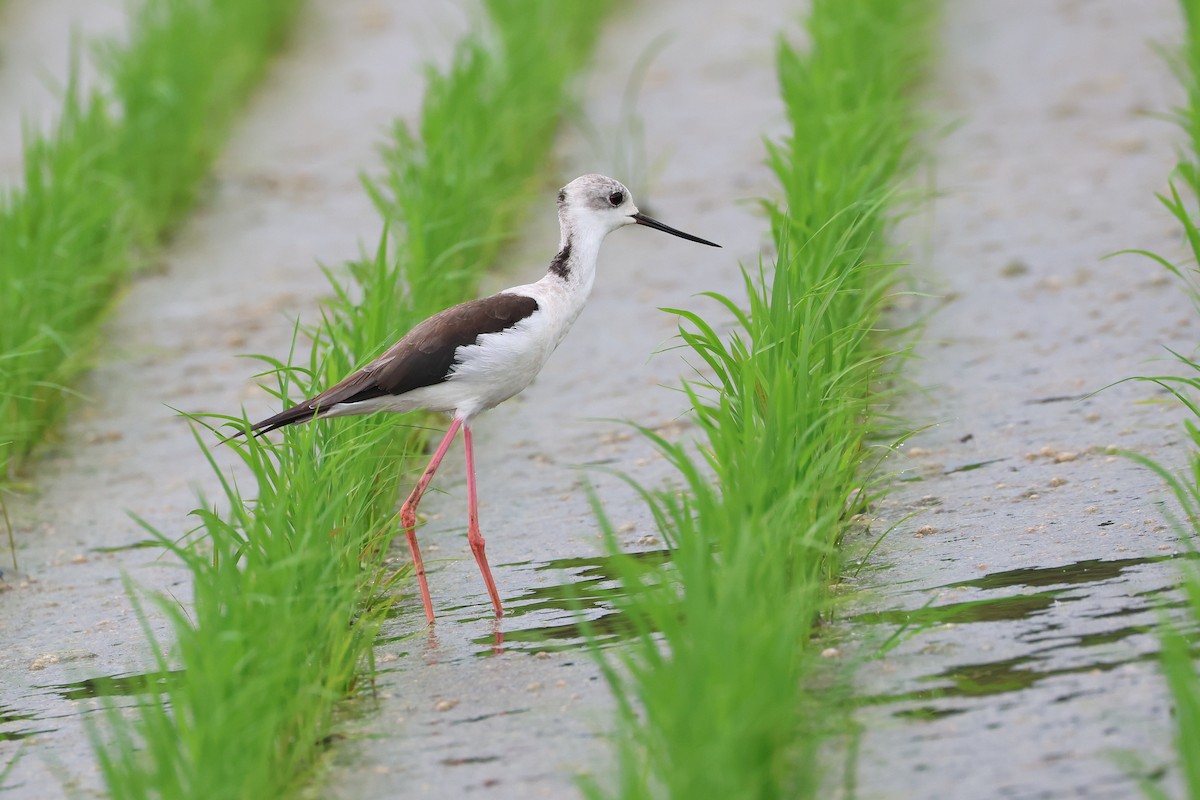 Black-winged Stilt - ML646394401