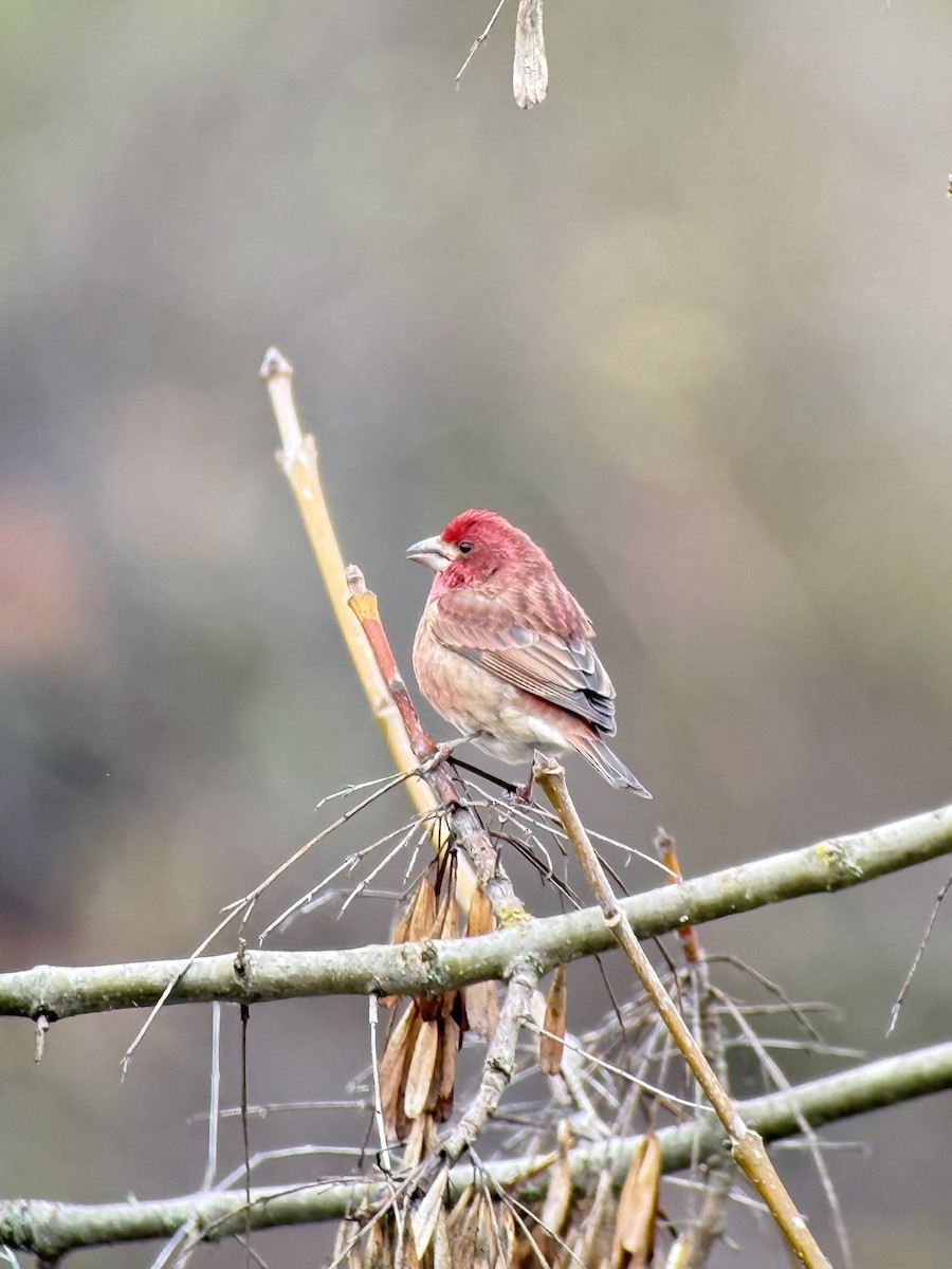 Purple Finch - ML646394402