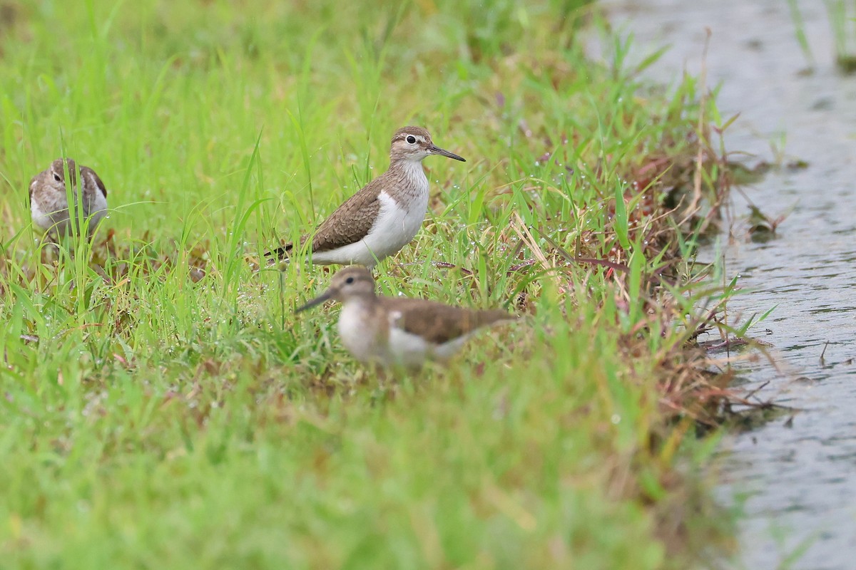 pisík obecný - ML646394403