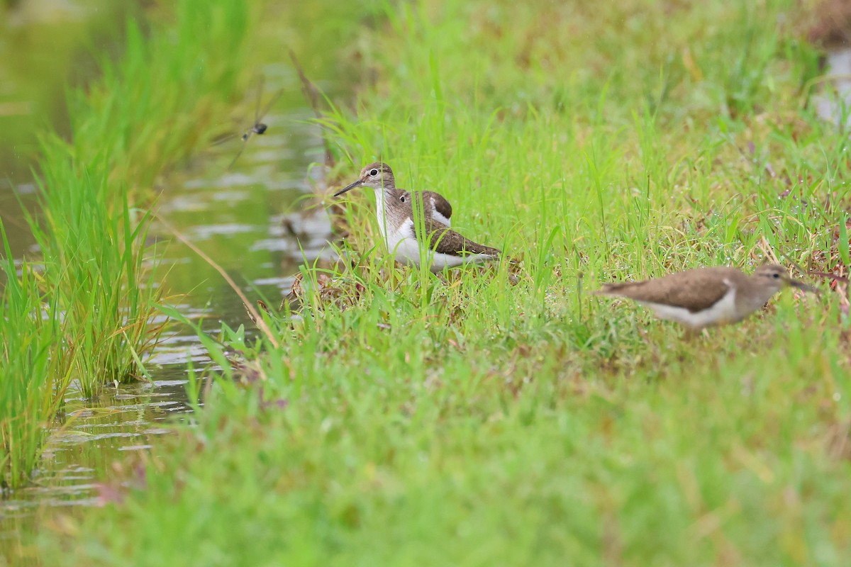 pisík obecný - ML646394404