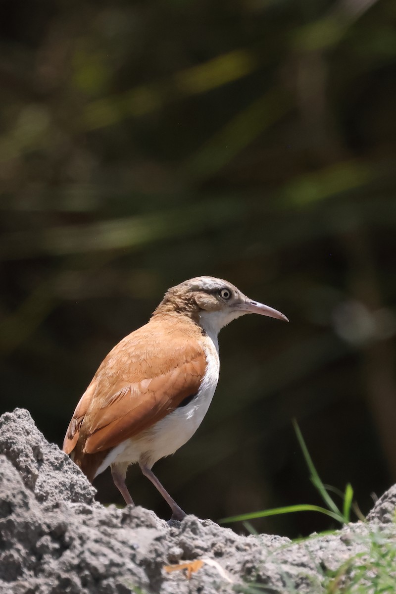 Pacific Hornero - ML646394405