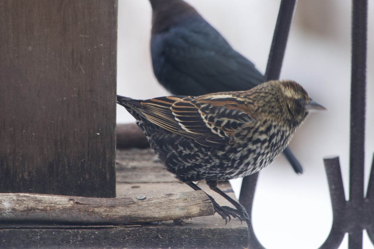 Red-winged Blackbird - ML646394406