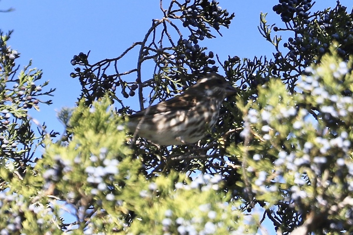 Purple Finch - ML646394407