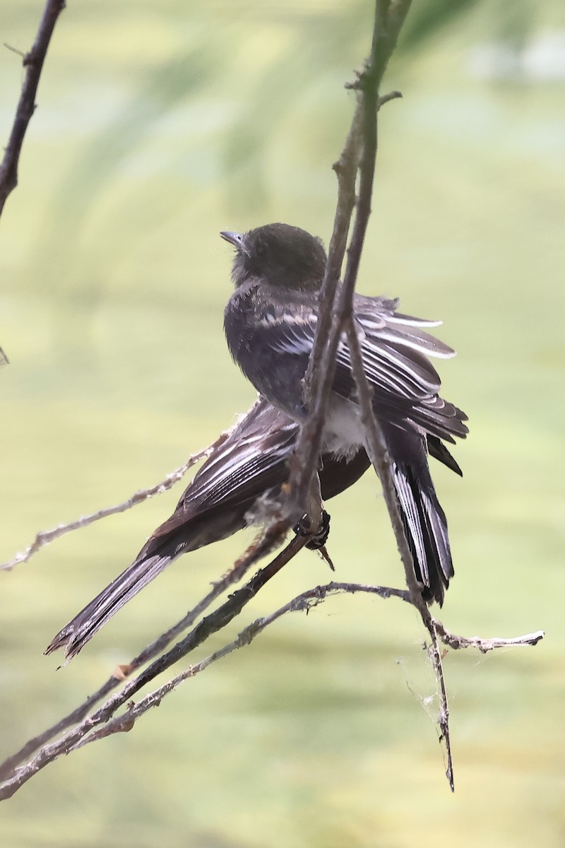 Black Phoebe - ML646394409