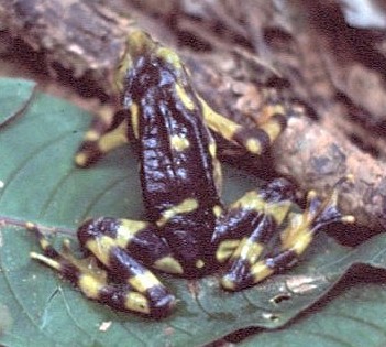 Animals - ML646394410