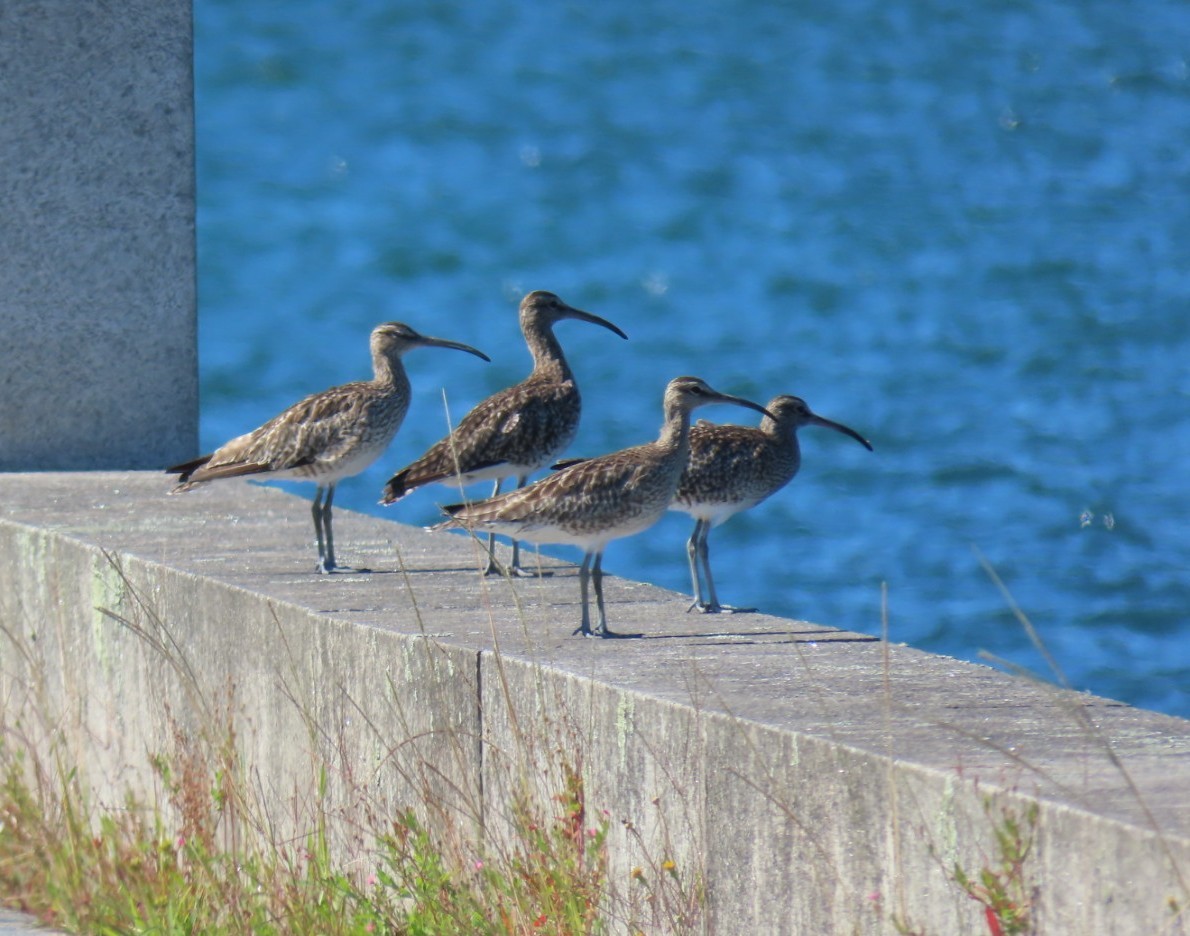 Eurasian Whimbrel - ML646394412