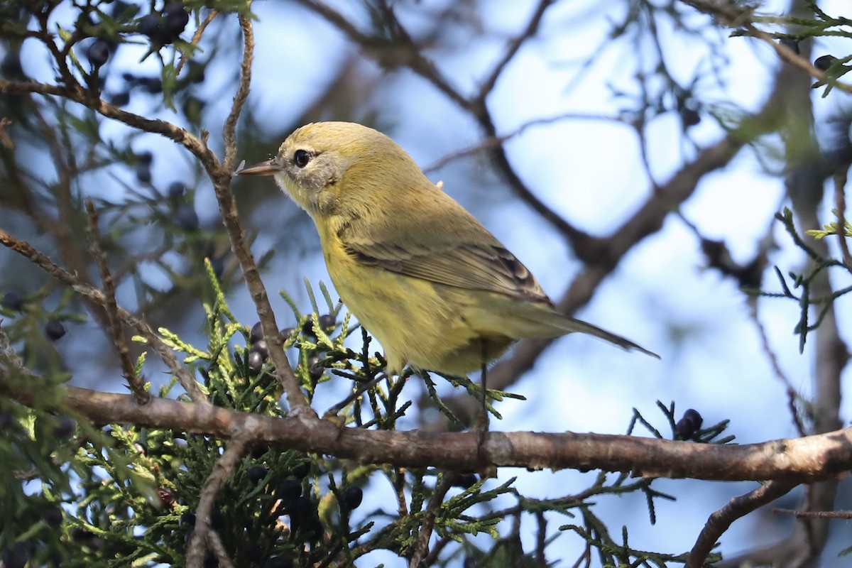 Paruline des prés - ML646394413