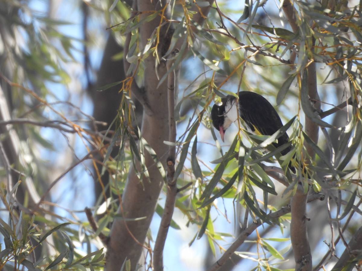 Painted Honeyeater - ML646394414