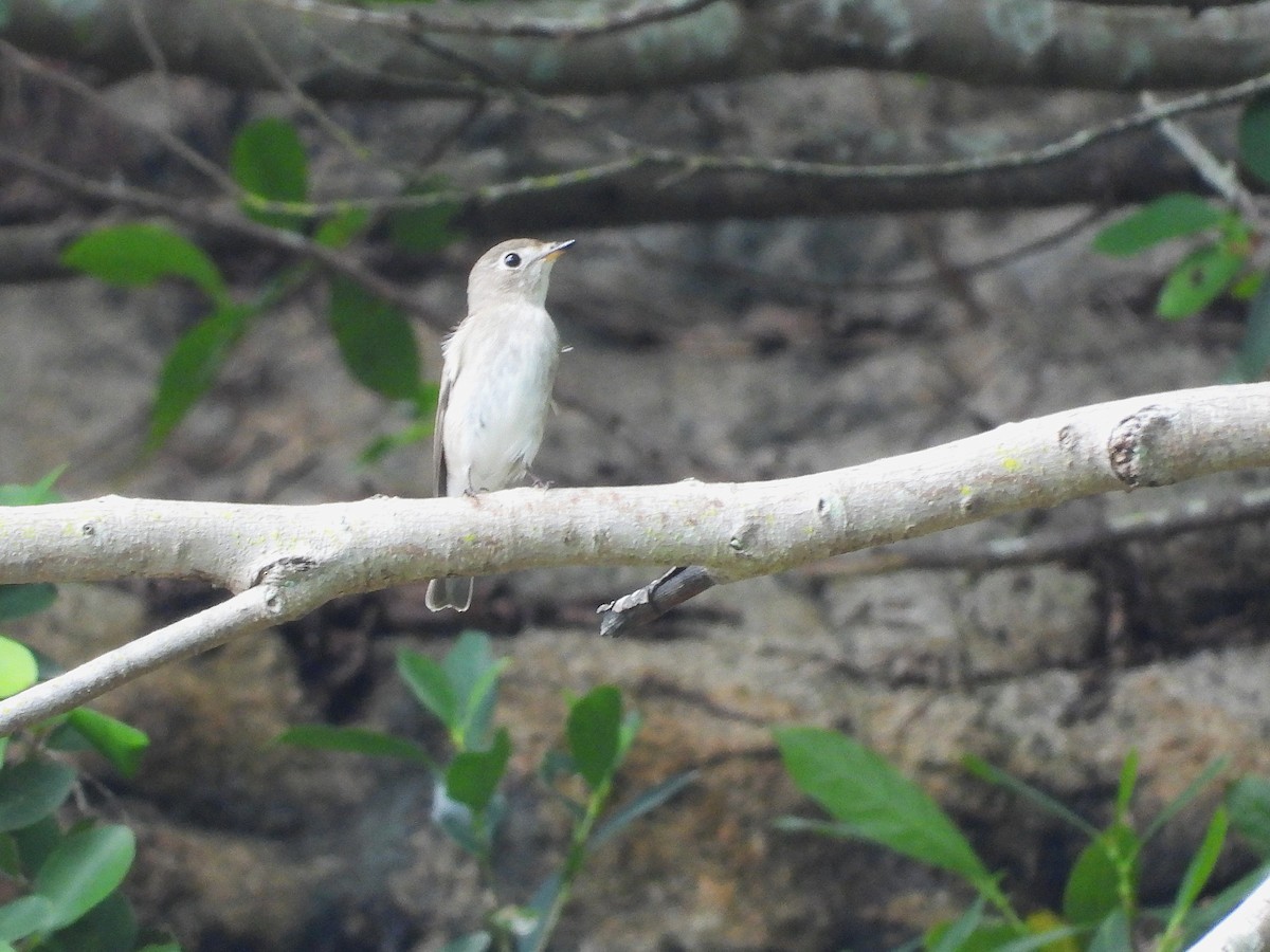 Asian Brown Flycatcher - ML646394416