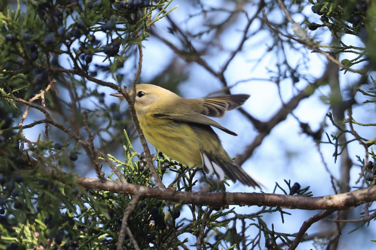 Paruline des prés - ML646394417