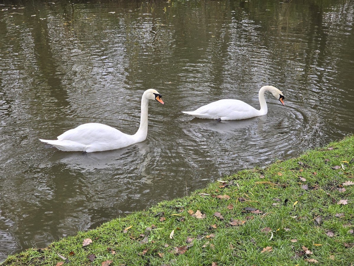 Хуруут хун - ML646394423